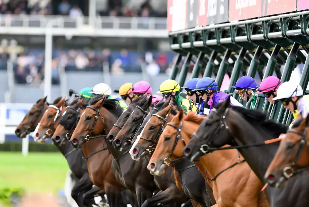 Startbox für Pferderennen kurz vor dem Öffnen