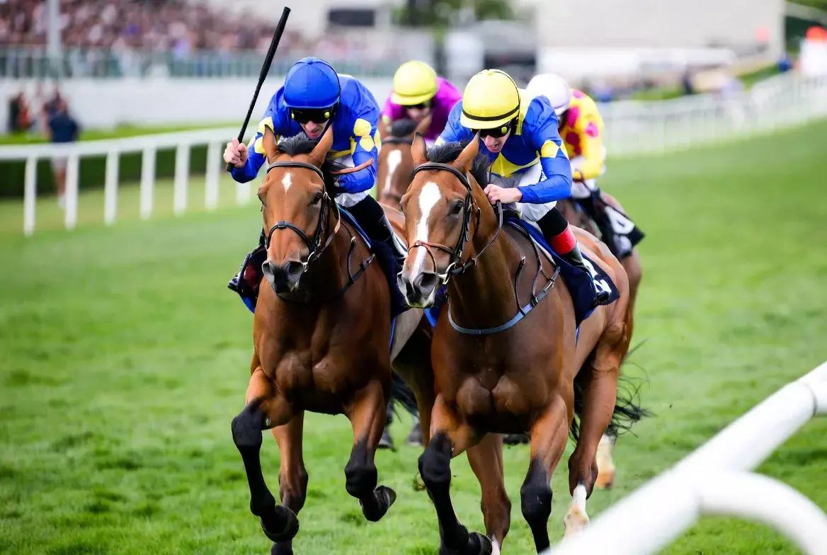 Jockeys auf Vollblutpferden im spannenden Zieleinlauf beim Galopprennen